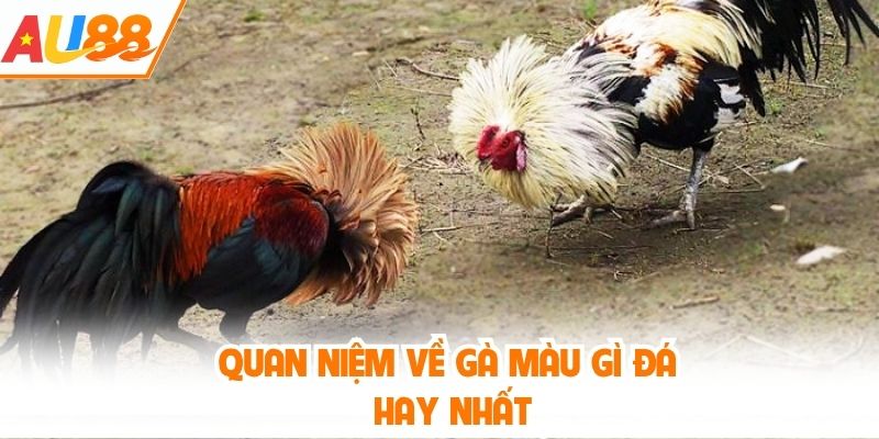 Quan niệm về gà màu gì đá hay nhất